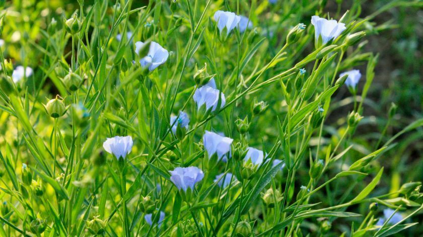 biljka lan sa plavim cvetovima na polju