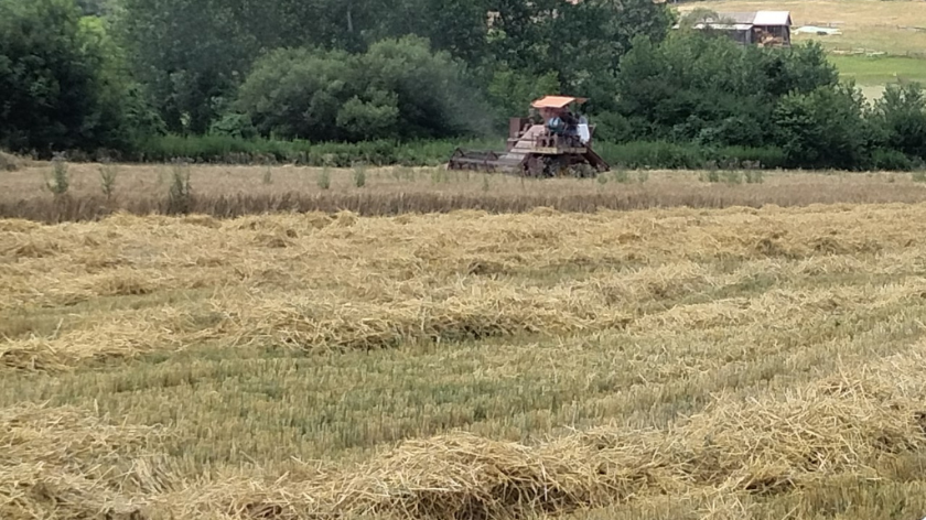 žetva pšenice na njivi traktor