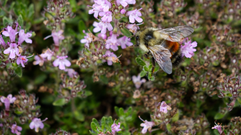 pčela sletela na cvet timijana