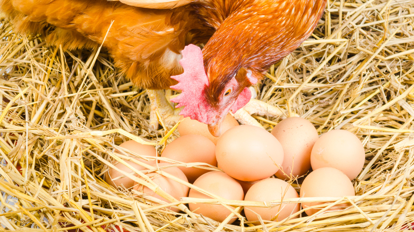 kokoške i jaja