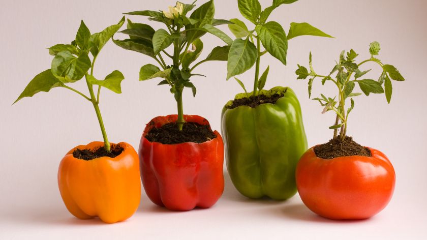 sadnice paradajza i paprike u plodovima