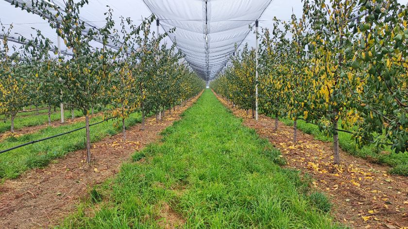 Jesenje plavo tretiranje u zasadima koštičavih voćaka - © Galenika-Fitofarmacija zasad breskve
