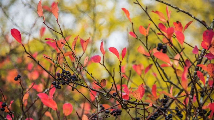 Listovi aronije sa plodovima u jesen