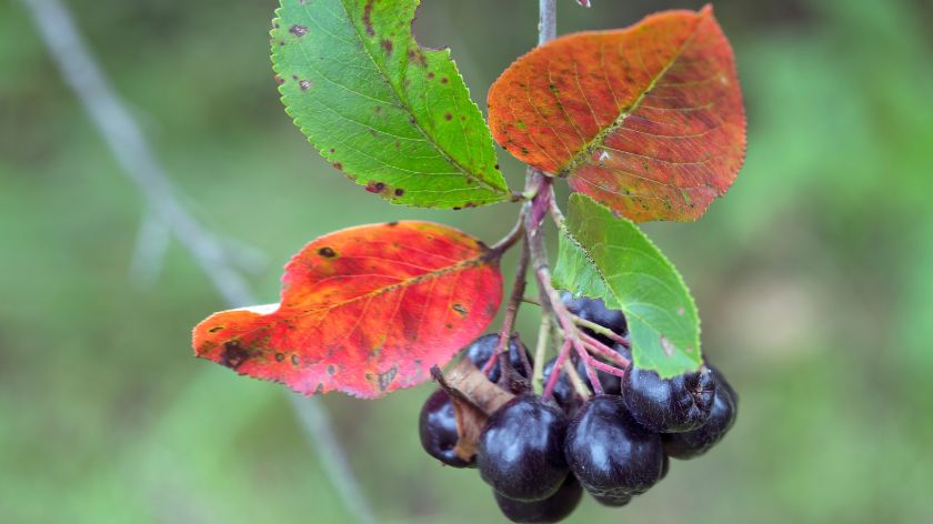 Listovi aronije sa plodovima