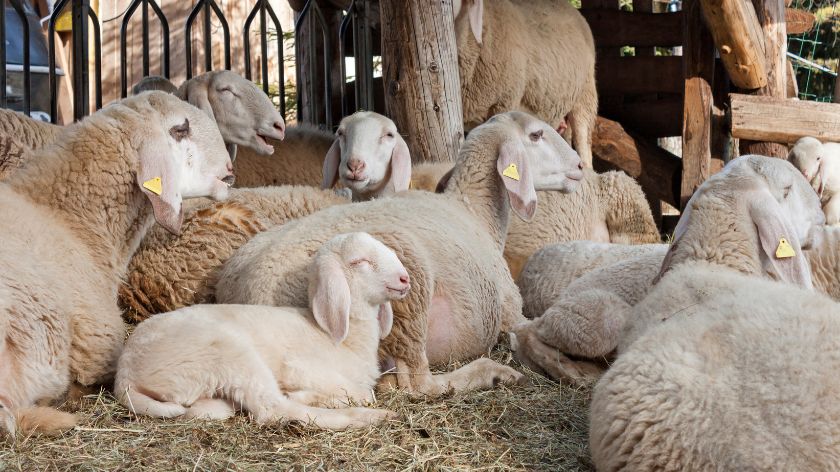 Klasifikacija stoke ovce