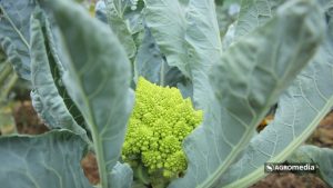 Romanesko brokoli