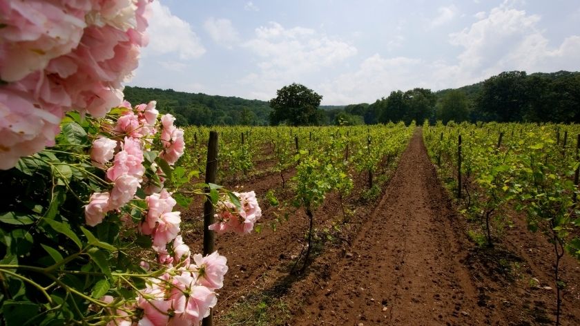 ruže u vinogradu