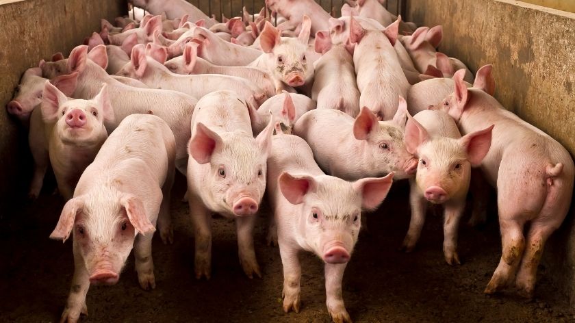 klasifikacija stoke svinja