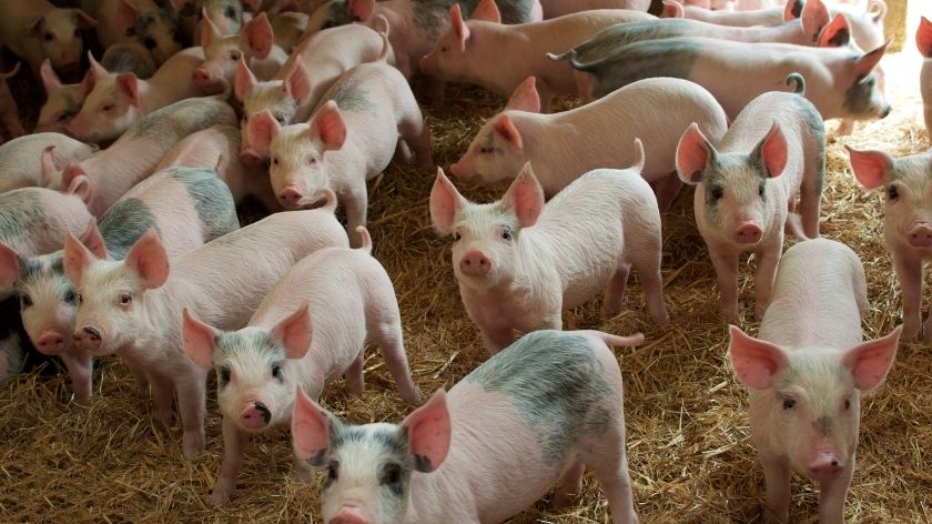 rase svinja u Srbiji