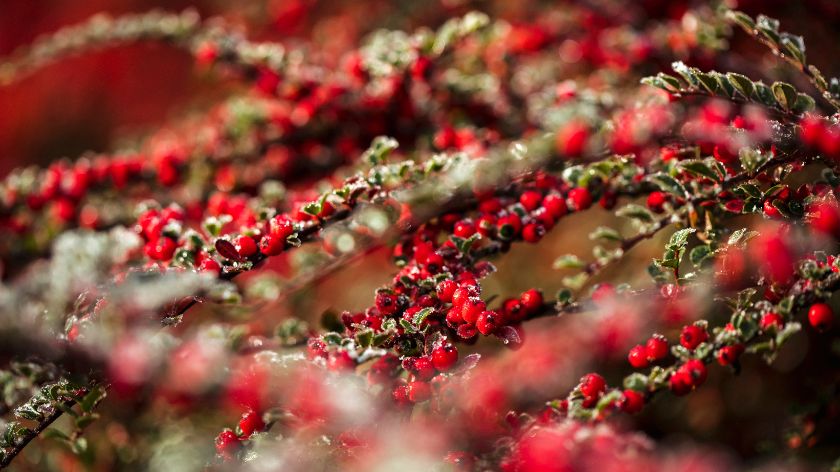 Božikovina puna plodova - © Canva Crvene bobice božikovine