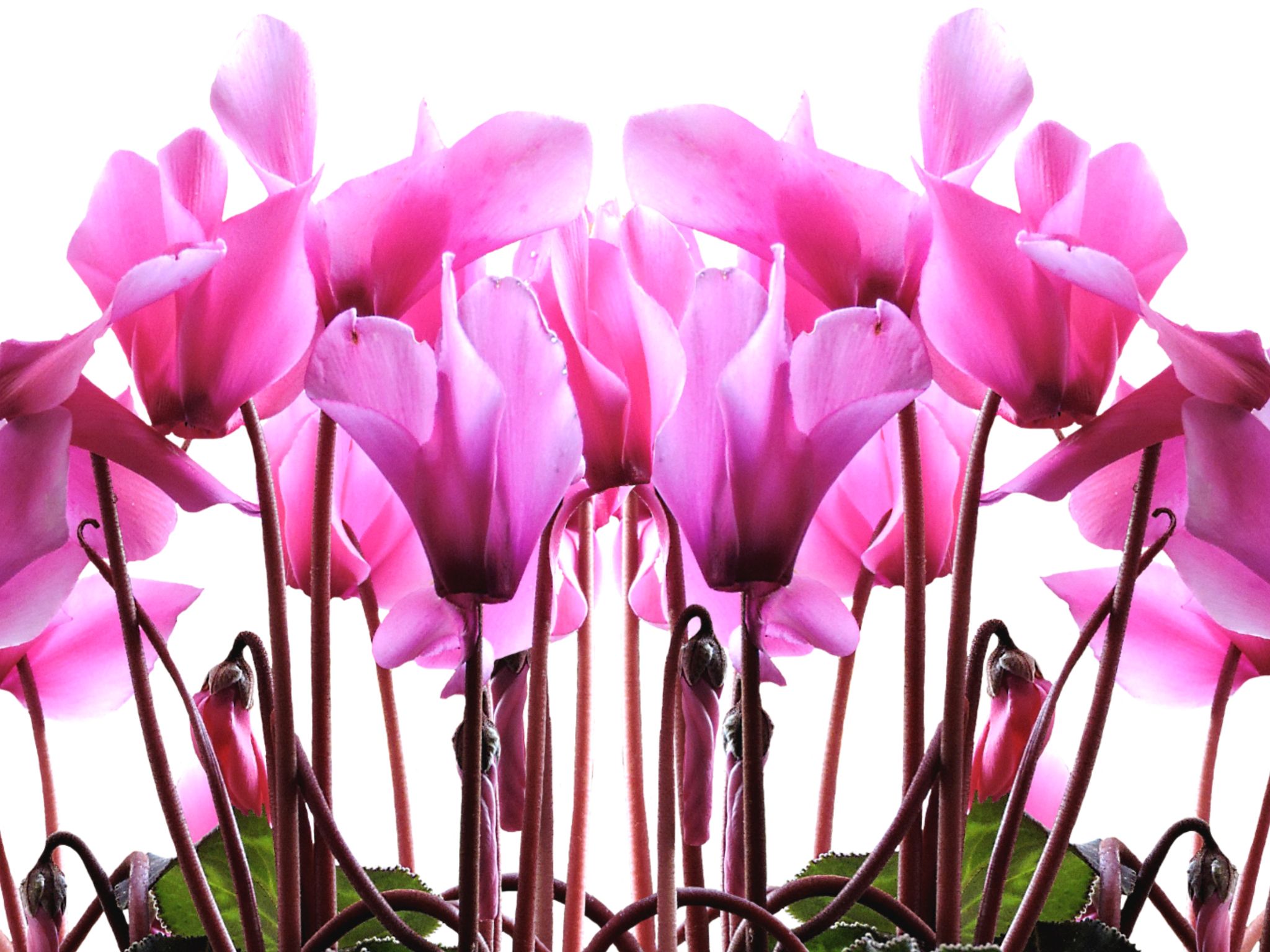 Ciklama ukrasno cveće