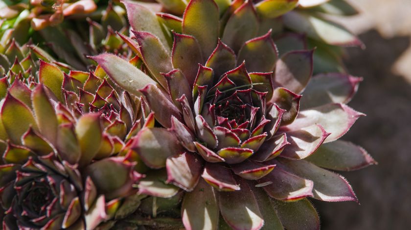 Čuvarkuća, kraljica lekovitosti - © Canva Lekovita biljka čuvarkuća