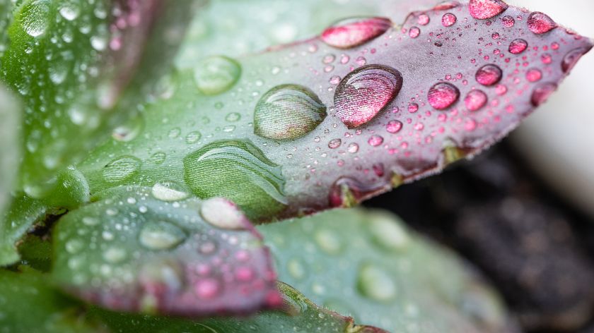 List čuvarkuće - © Canva List čuvarkuće