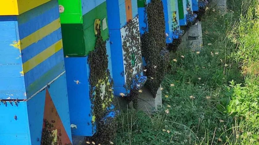 košnice sa pčelama