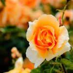 Narandžaste ruže