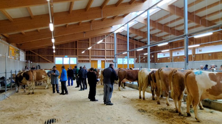bikovi na aukciji u nemačkoj