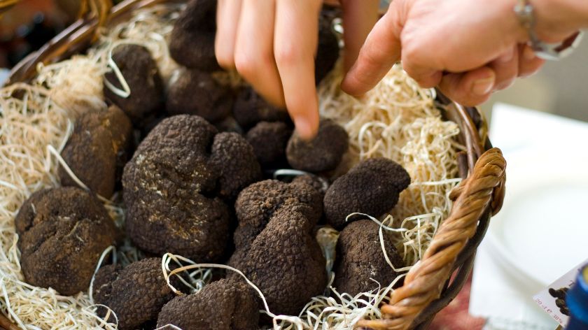 crni tartufi u korpi