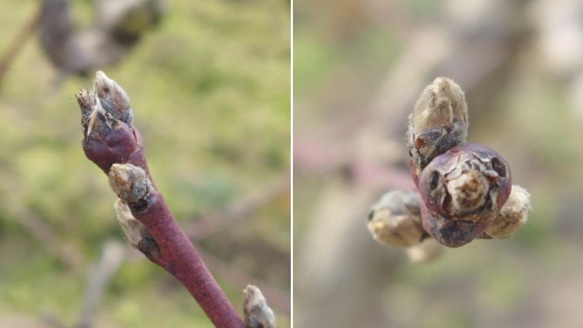 Bubrenje pupoljaka kod breskve u januaru - © PIS pupoljci breskve