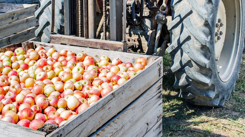 jabuke i traktor