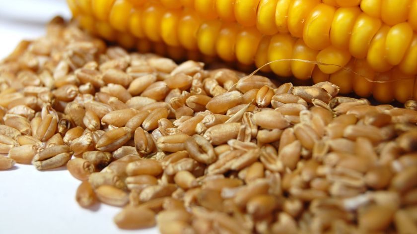 pšenica i kukuruza
