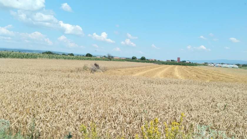 Slabo bokorenje pšenice na jugu Srbije - © Tomislav Stevanović/Agromedia njiva sa pšenicom