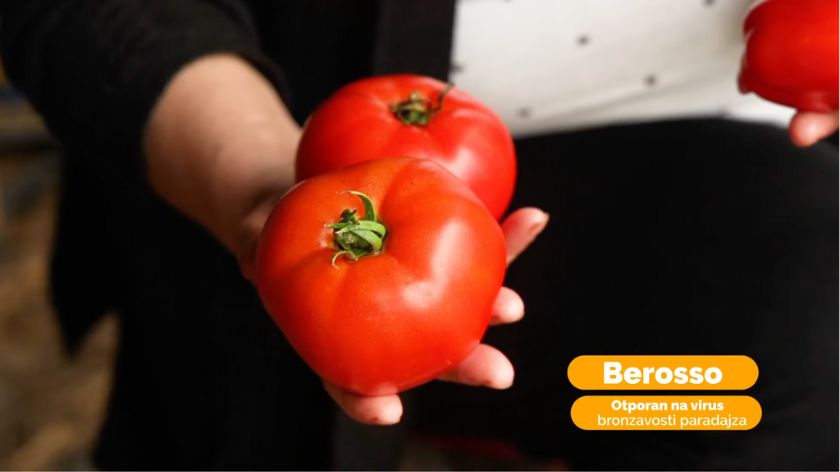 paradajz u ruck