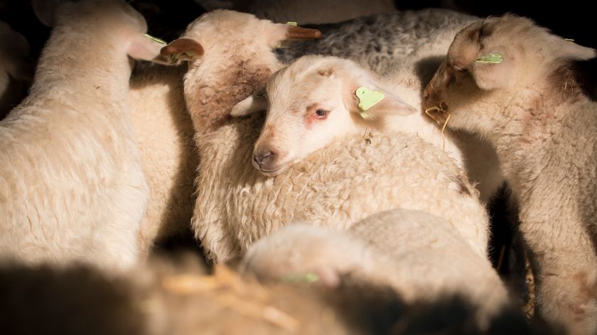ovce i jagnjad prodaja