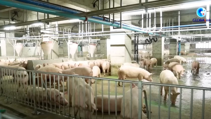 Farma svinja u Kini