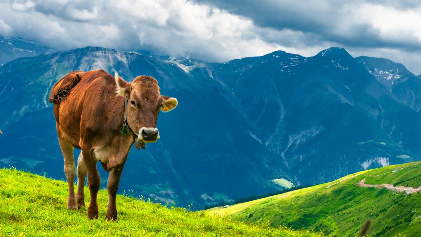 svajcarska krava