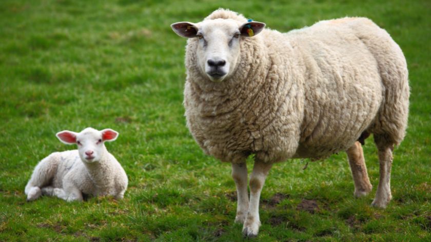 cene stoke ovca jagnje