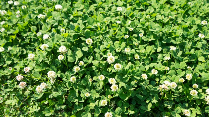 travnjak od deteline