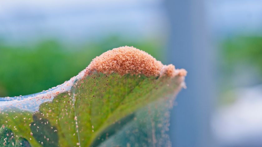 Manjenje Insect KUĆNE BILJKE: Insekti i štetočine i KAKO se izboriti | Agromedia