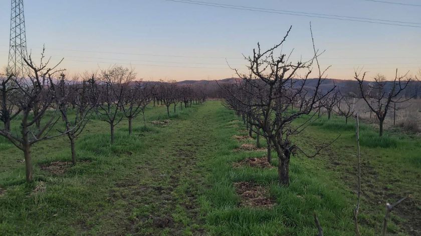 Uzgoj kruške viljamovke nije mnogo zahtevan © Agromedia / Jelena Božović zasad kruške viljamovke