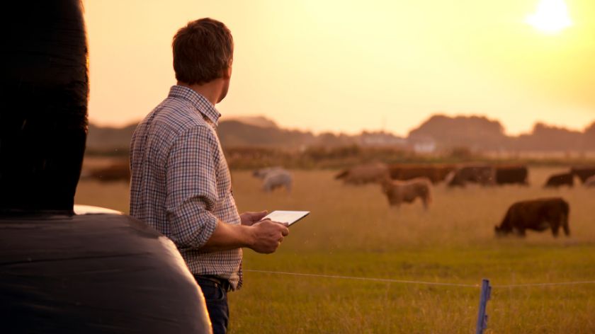 poslovni farmer na polju sa stokom © Canva