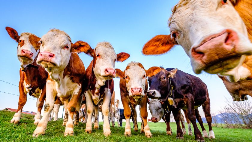 Dalji rast cena na stočnoj berzi © Canva Goveda na pašnjaku