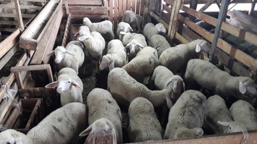 Ovce na farmi Ristić
