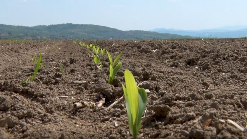 Korovi su agresivni prema zasadu kukuruza © Youtube screenshot / AGROmedia