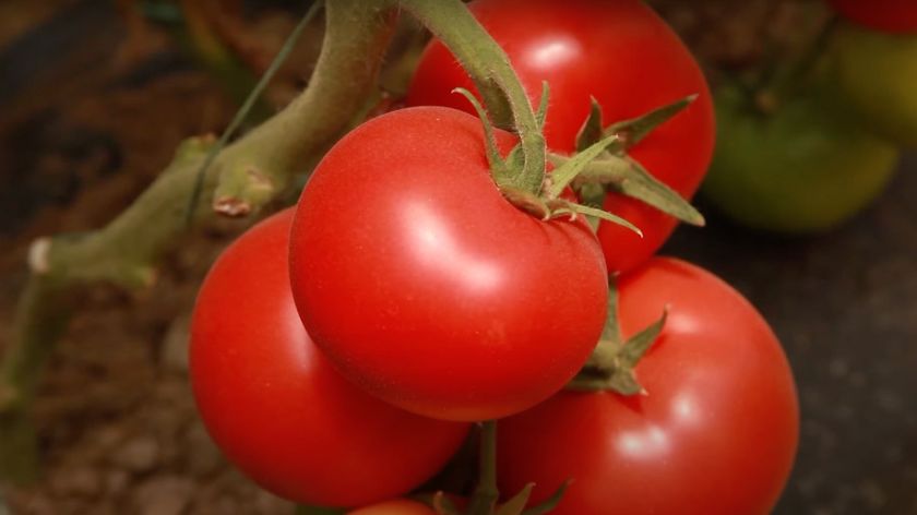 zreli zdravi paradajz Galenika