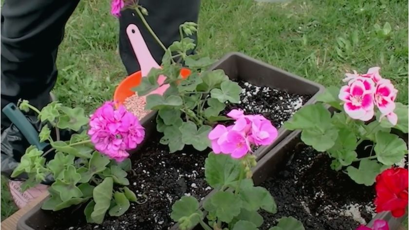 Muškatle sadnja i gajenje