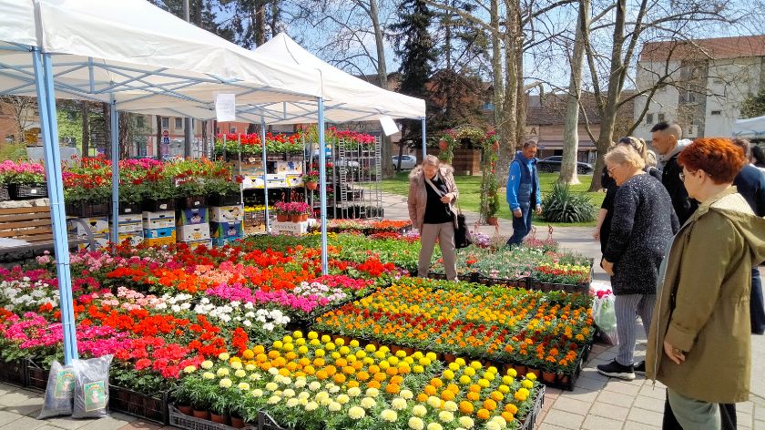 Zbog poskupljenja repromaterijala cvećarstvo u Srbiji je na nuli © Dejan Davidović / AROmedia cvecarstvo u Srbiji