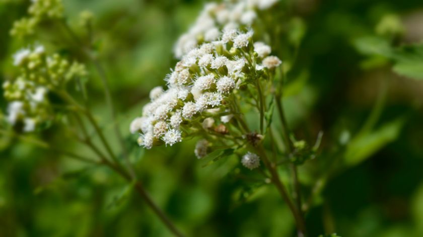 Otrovne biljke Kozlac © Canva kozlac otrovno bilje