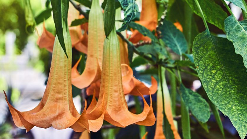 Otrovne biljke Anđelova truba © Canva andjelova truba otrovno bilje