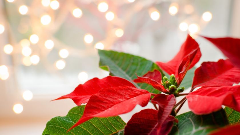 Otrovne biljke Božićno drvo © Canva božićno drvo otrovno bilje