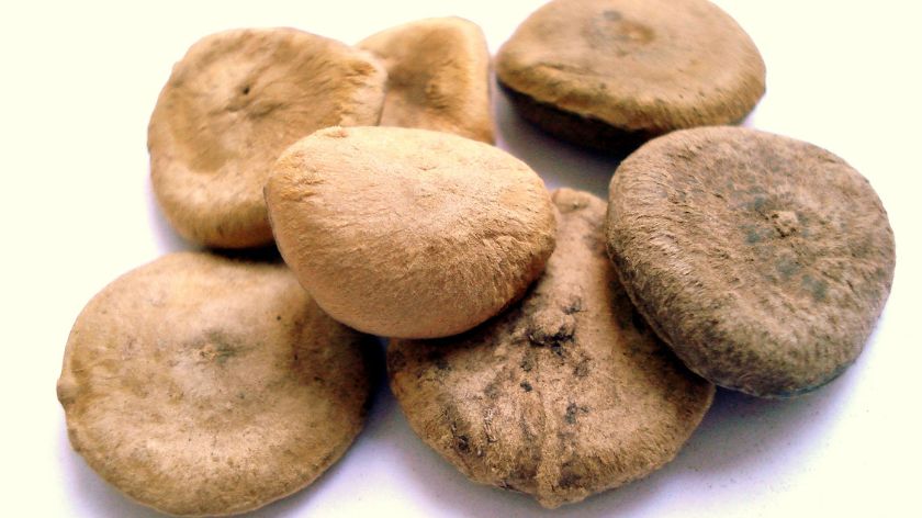 Otrovne biljke Drvo otrovnog oraha © Canva drvo strihnina drvo otrovnog oraha otrovno bilje