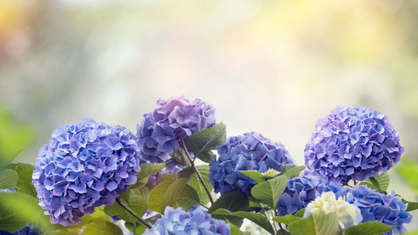 6 najčešćih uzroka braon listova i cvetova kod hortenzije © Canva hortenzija otrovno bilje