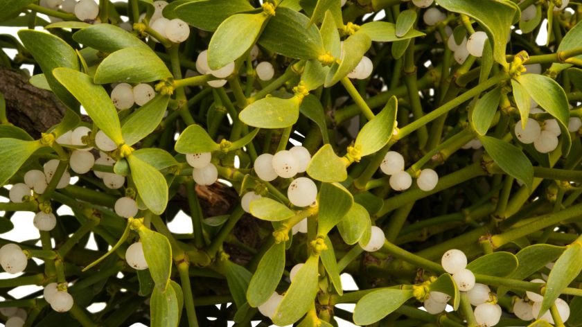 Otrovne biljke Imela © Canva imela otrovno bilje