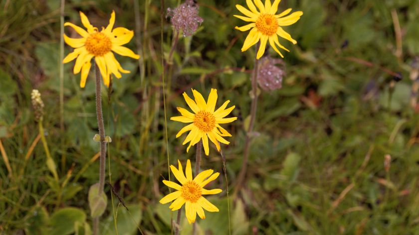 Otrovne biljke Jedić © Canva jedić otrovno bilje wolfsbane