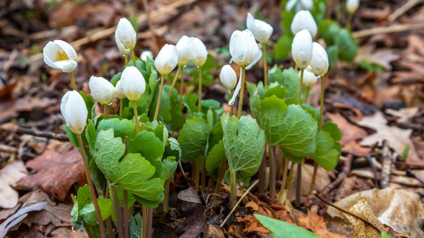 Otrovne biljke Krvavi koren © Canva krvavi koren otrovno bilje