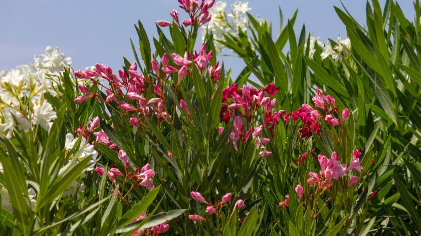 oleander otrovno bilje