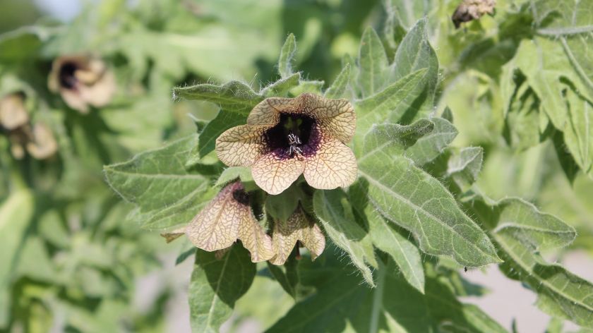 Otrovne biljke Smrdljivo velebilje © Canva smrdljivo velebilje henbane otrovno bilje
